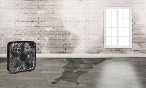 Best Water damage contractors near me  in Nephi, UT