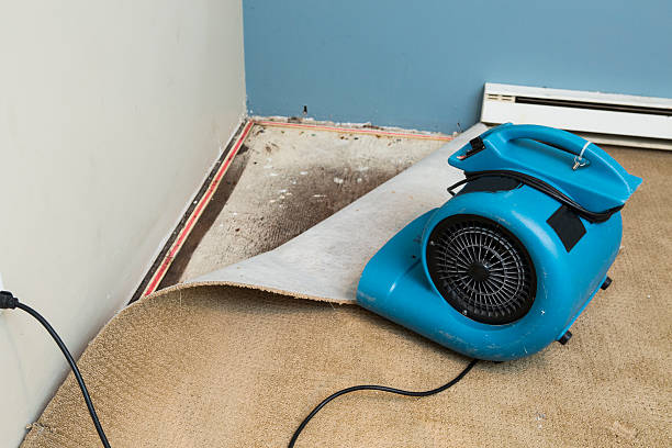 Best Flood damage cleanup  in Nephi, UT